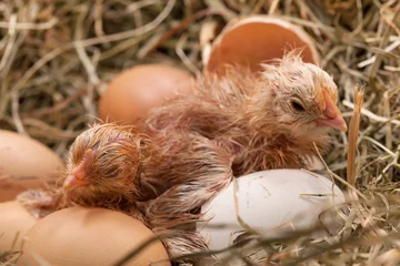 Crédence de cuisine en verre imprimé Poulet Bébé poulet nouvellement éclos séchant dans le nid