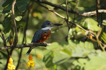 Ringed Kingfisher - Megaceryle torquata sitting on branch in its natural enviroment next to river, greenvegetation and yellow flowers in background, bird after hunt in Costa Rica