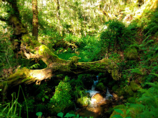 Mountain river with forest landscape. Trunk landscape over stream with quiet waterfall in the middle of green forest