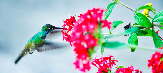 Bird beija flor Brazil