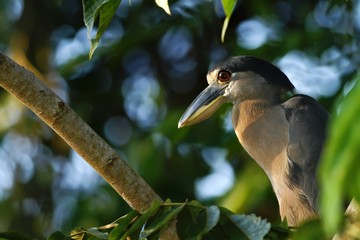 Boat-billed Heron - Cochlearius cochlearius sitting on branch in its natural enviroment next to river, green leaves in background, bird after hunt in Costa Rica, travel adventure in Latin America