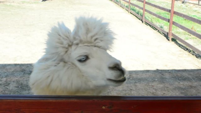 Girl gives alpaca grass to eat