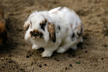 Full body of white-black-brown domestic pygmy rabbit (bunny)