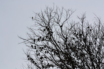 tree silhouettes with birds and cloudy sky