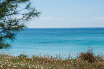 Sea with clear blue water on a sunny summer day with pine tree and vegetation