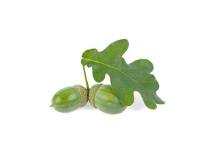 green acorns on a sheet isolated on white background