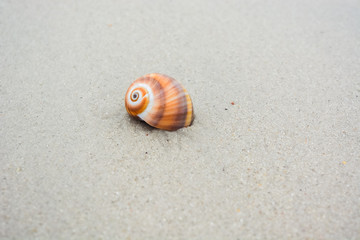 Sea shell on the seashore