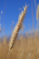 Fototapeta premium grass
