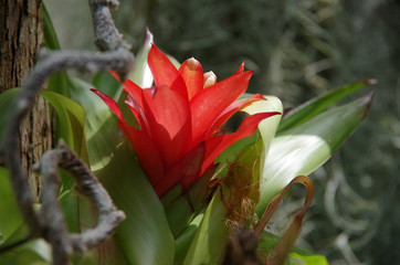 Obraz premium Exotic Beauty