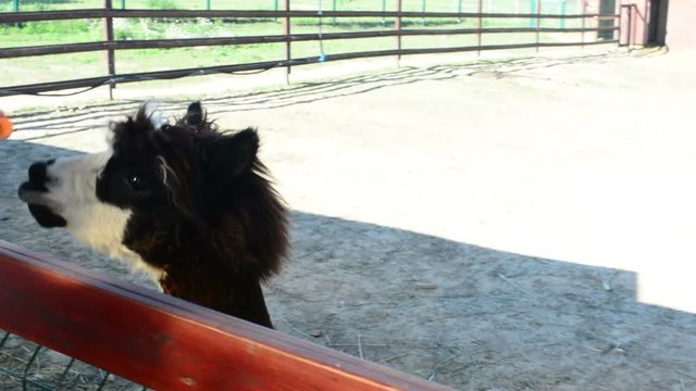 Girl gives alpaca grass to eat