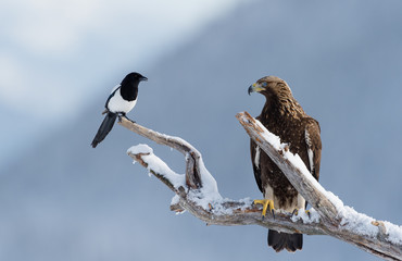 Golden eagle in tree (Aquila chrysaetos) and magpie in Telemark, Norway
