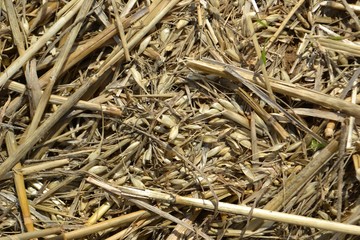 Closeup photograph of chaff and straw.