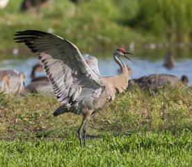 Sandhill Crane Pair Dancing Ritual