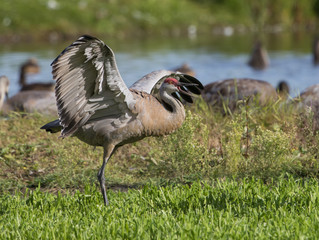 Sandhill Crane Pair Dancing Ritual