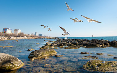 Seagulls on the shore of the Caspian Sea. Embankment of Aktau. Mangistau. Kazakhstan