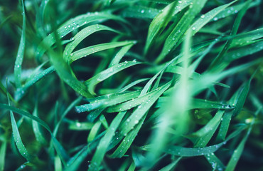 green fresh grass with drops of morning water dew after rain, nature background with raindrop, mockup backdrop leaf plant closeup, flora macro concept with the shine rays of the sun