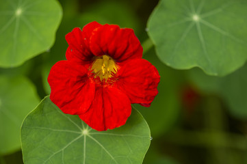 Nasturtium