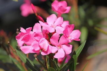 Fototapeta na wymiar rosa Blüten des Oleander