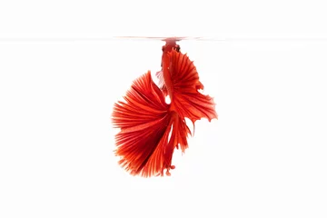 Keuken foto achterwand The moving moment beautiful of red siamese betta fish in thailand on isolated white background.  © Soonthorn