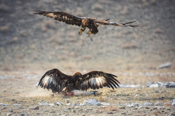Mongolia, Golden Eagle Festival, Traditional Hunting With Berkut. Two Great Golden Eagles: One Is Sitting On The Prey, The Second Is Attacking Him From Above (Selective Focus On The Bottom Bird )