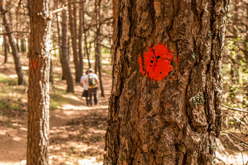 Naklejka premium A red dot painted on a pine tree, indicating the right way on a National Park. A man going down the slope in the background.