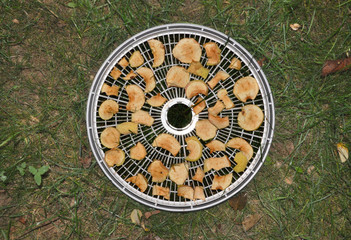Dried apples lie on a grate.
