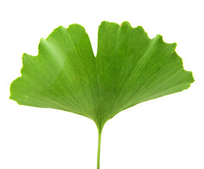 Ginkgo Biloba Leaf Isolated On White Background.