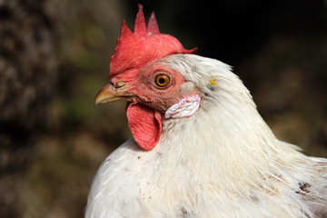 Close-up of white domestic hen in the garden on the farm