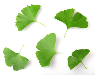Ginkgo Biloba Leaf Isolated On White Background.