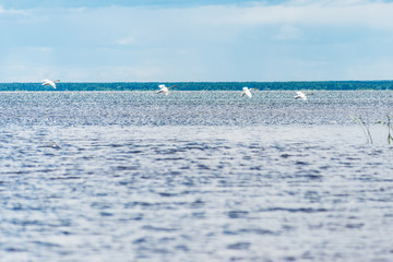 swans on the lake