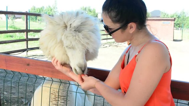 Girl gives alpaca grass to eat