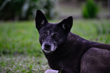 old black dog from the street