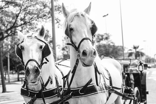 Carro de caballos de boda