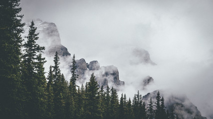 Foggy mountains and trees
