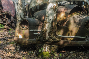 auto und baum bei der stossstange