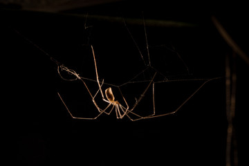 Long legs spider backlit in black background