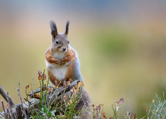 Red squirrel (Sciurus vulgaris) in fall
