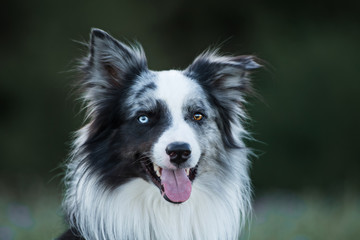 Border Collie Rüde