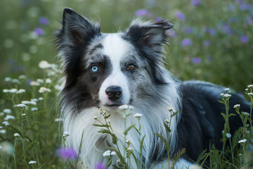 Border Collie in einer Sommerblumenwiese