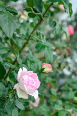 beautiful rose in the garden