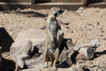 Meerkat family member (Suncata suncatta) on guard