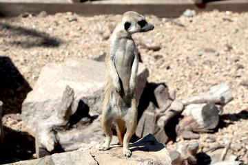 Meerkat family member (Suncata suncatta) on guard