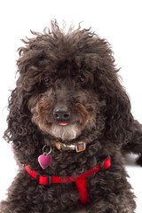 Poppy Poodle