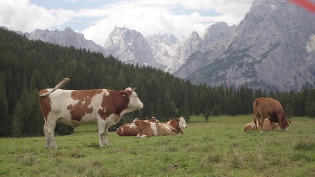 Cows grazing on a grass in a valley of the Dolomites, Italian Alps