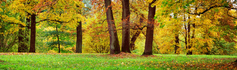 arbres aux feuilles multicolores dans le parc