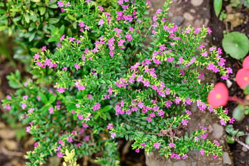 Naklejka premium little red flowers in the garden