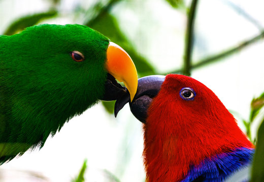 Pappagalli che si baciano