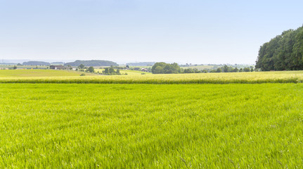 agricultural scenery at spring time