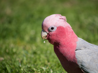 Galah rose-breasted cockatoo, galah cockatoo, pink and grey cockatoo or roseate cockatoo