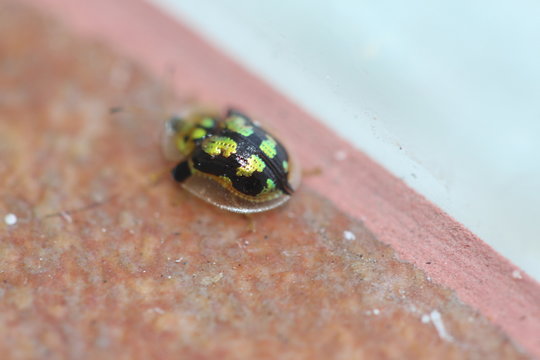escarabajo